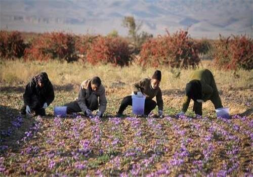 سفیر گردش