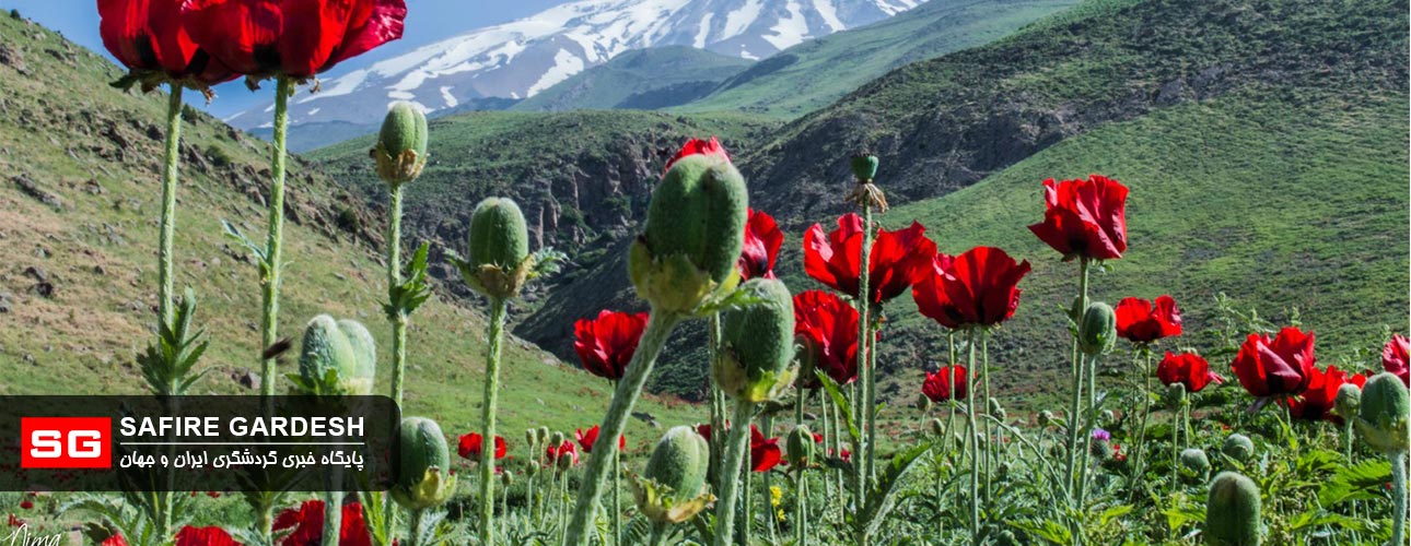 دشت شقایق لار دشت شقایق لار